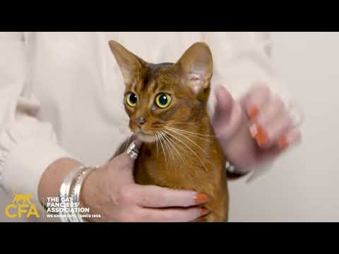 If reading about the top 10 cat breeds has sparked your curiosity, you won't want to miss the CFA Cat Expo this October in Cleveland, Ohio where you can meet these breeds along with nearly 1,000 other cats. The Cat Expo is a true celebration of all things feline, celebrating popular cat culture, an adoption event, exciting cat entertainment, top brands and influencers, unique vendors, and so much more. It's an experience every cat lover will treasure! To buy tickets, visit cfacatexpo.com