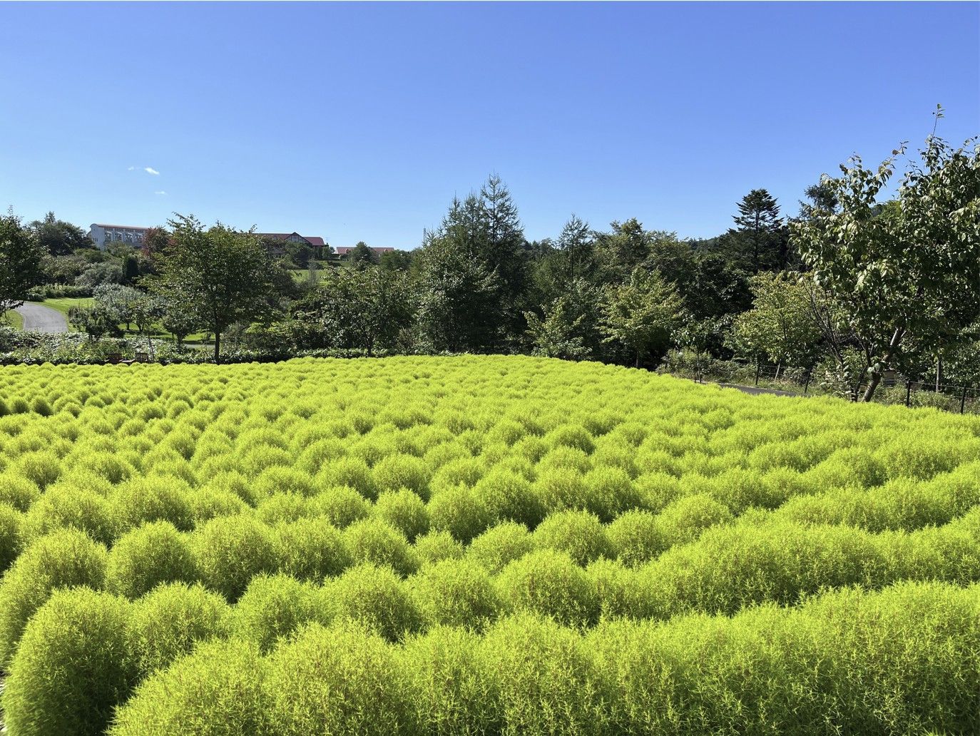 Kochia Festival Summer
